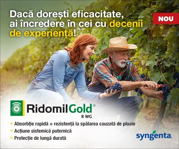 Doi fermieri culegând struguri în via în lumina soarelui; reclamă Ridomil Gold pentru protecția viței de vie (logo Syngenta).