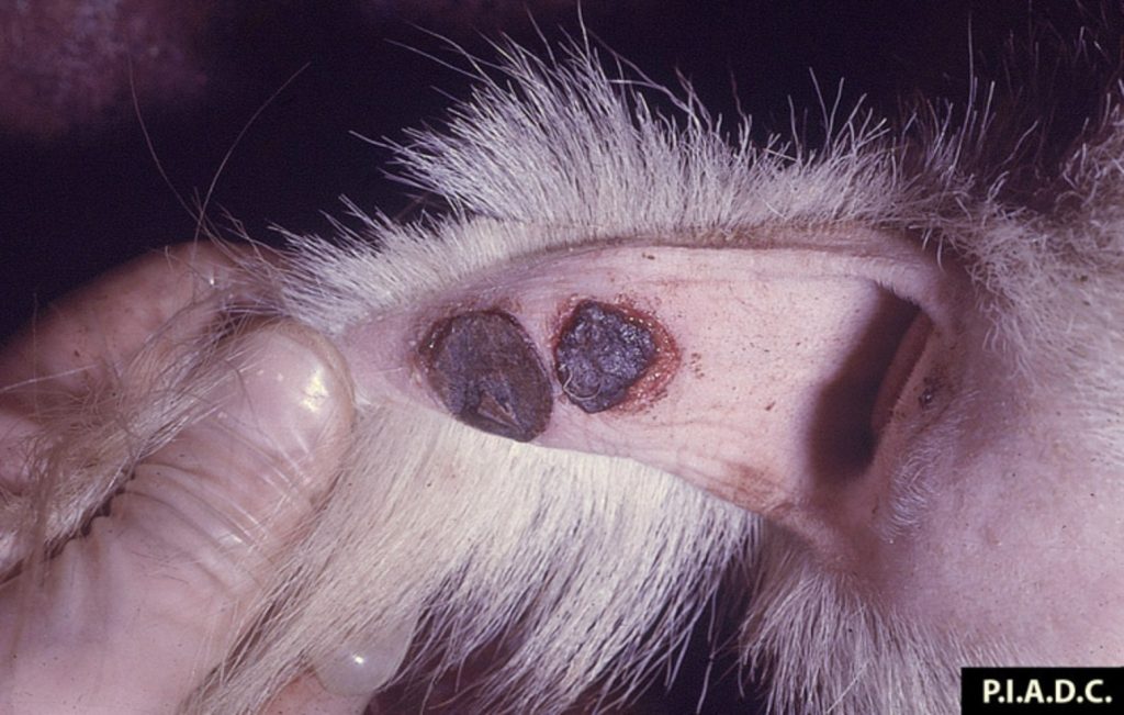 variola caprine