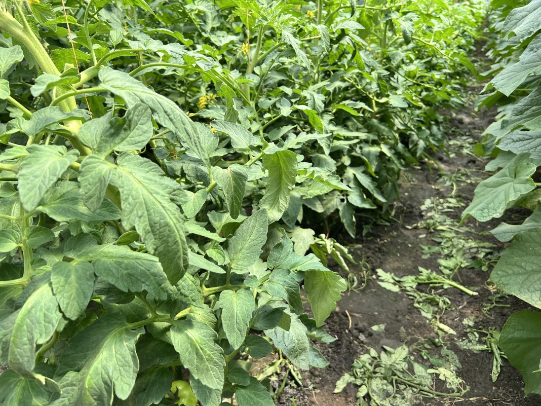 defolierea la legume