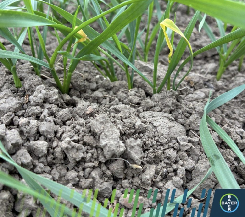 atac-delia-coarctata | Agrobiznes.ro