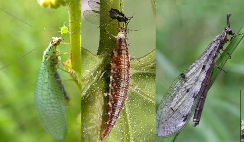 crizope-utile crizope utile