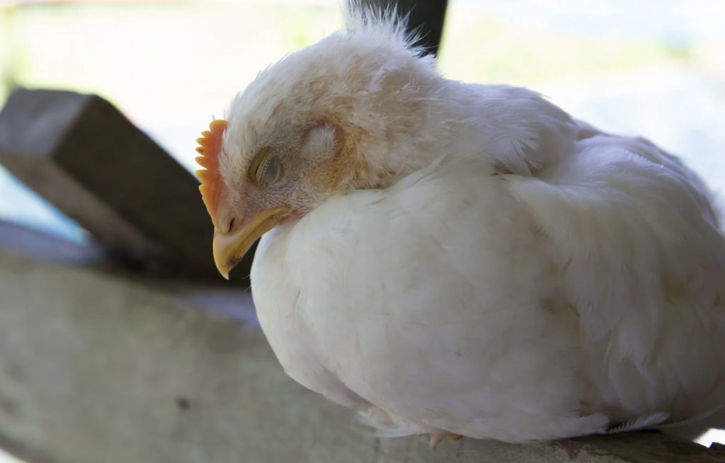 gripa-aviara