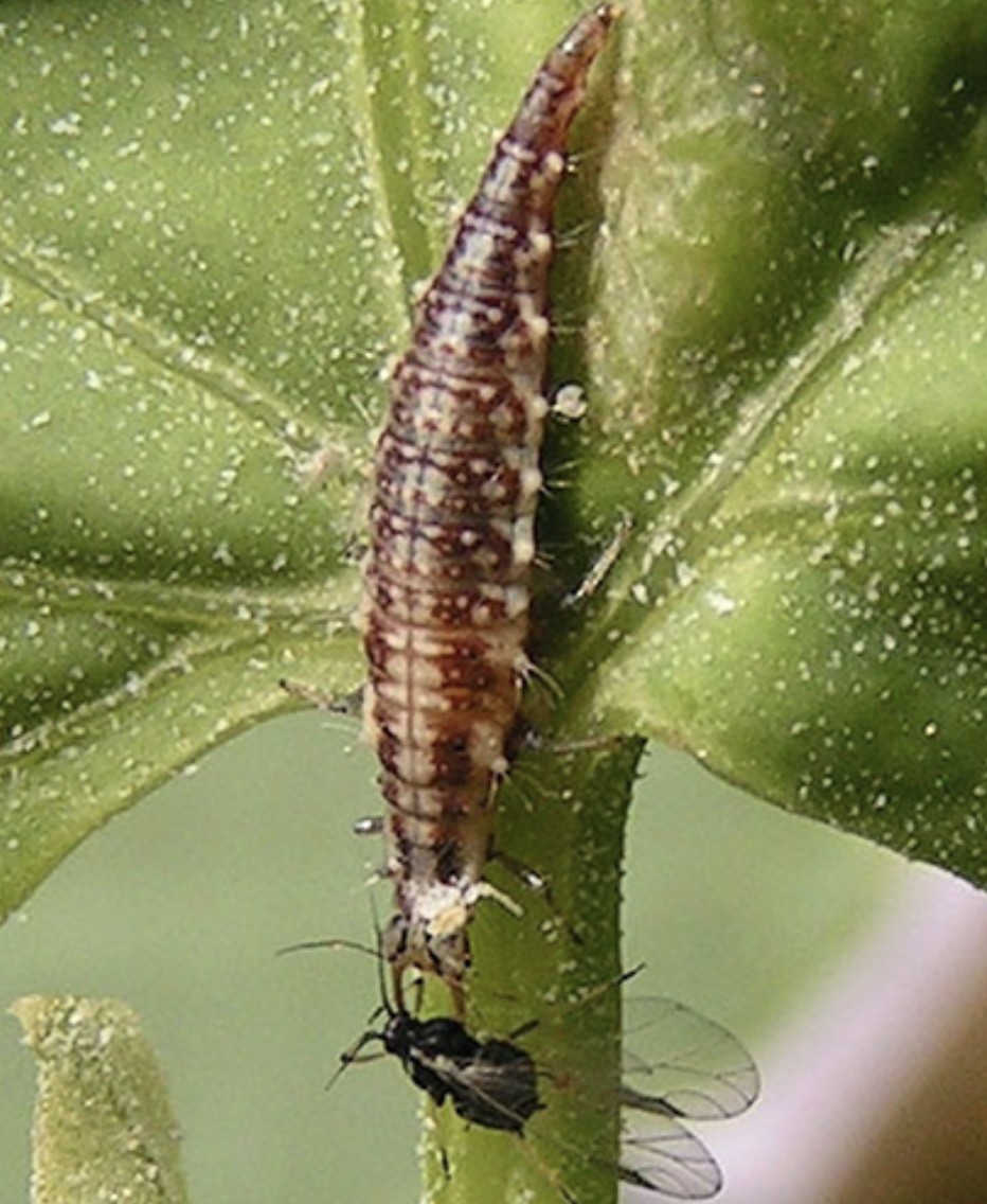 larva-crizope | Agrobiznes.ro