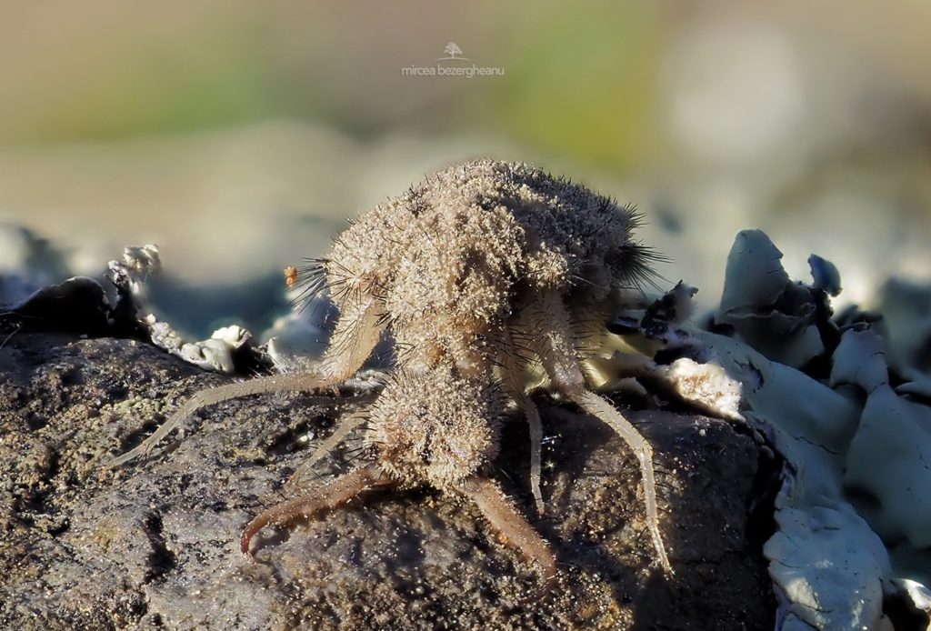 larva-leul-furnicilor | Agrobiznes.ro larva leul furnicilor