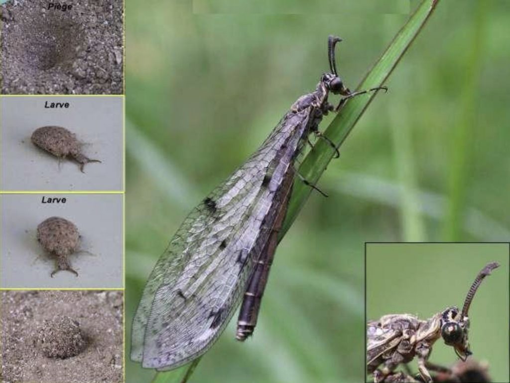 leul-furnicilor | Agrobiznes.ro leul furnicilor