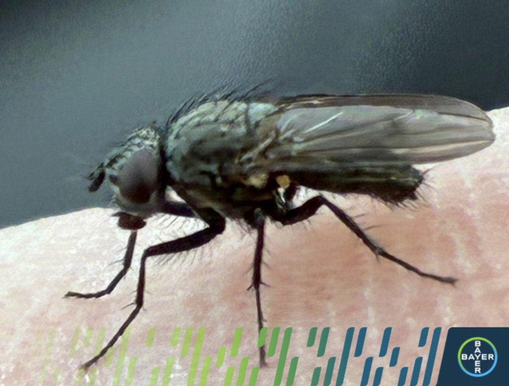 musca-cenusie-a-cerealelor | Agrobiznes.ro