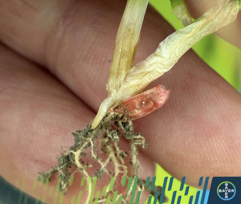 musca-cerealelor musca cerealelor