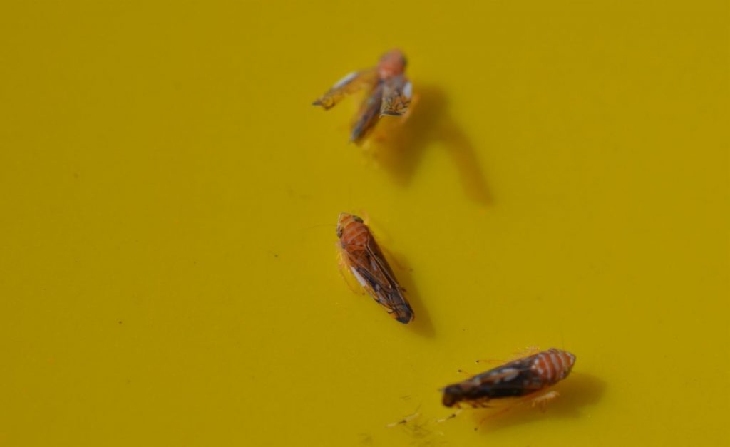 daunatori-vita-de-vie | Agrobiznes.ro cicade vita de vie