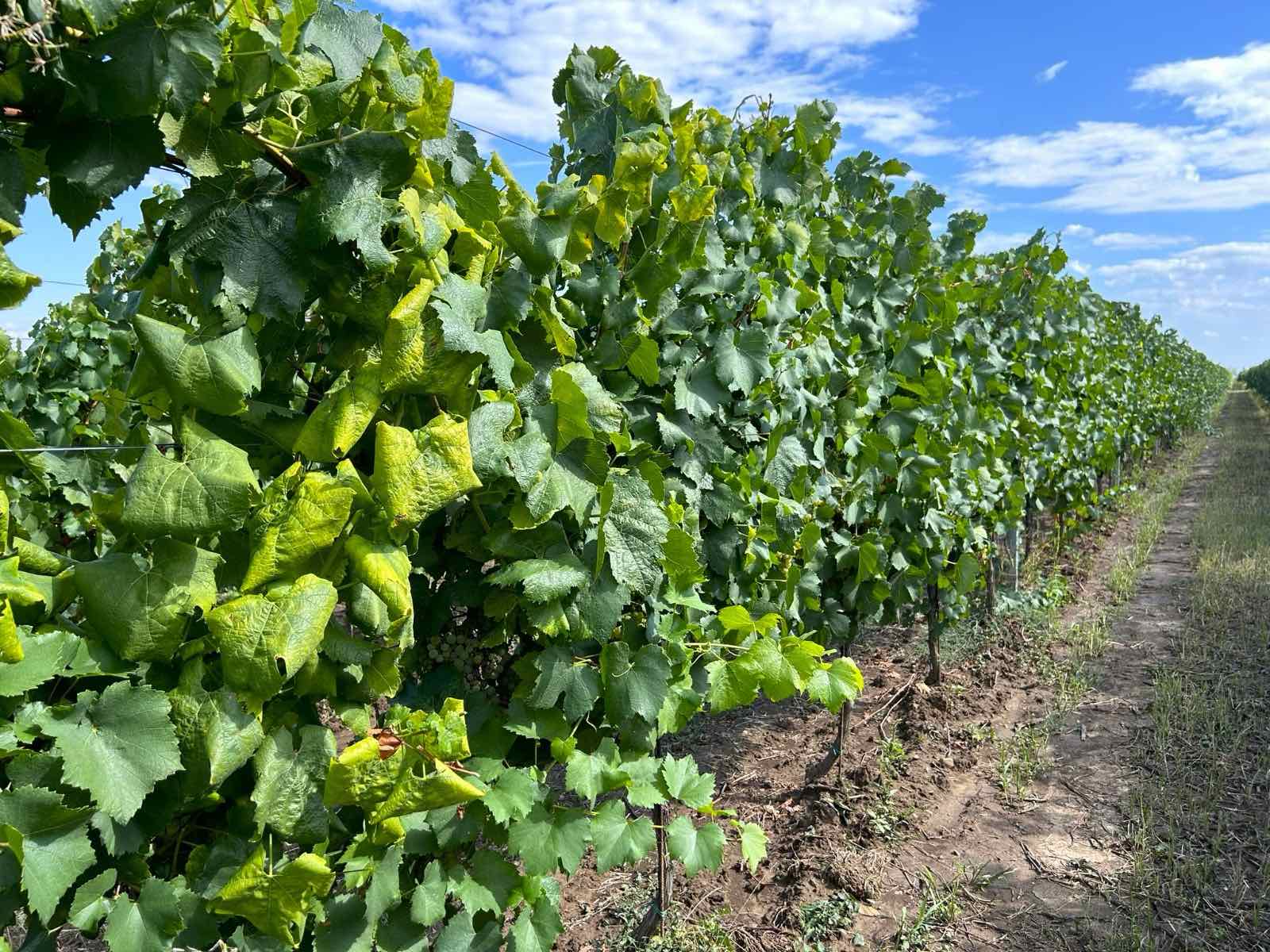 flavascenta-la-vita-de-vie1 | Agrobiznes.ro