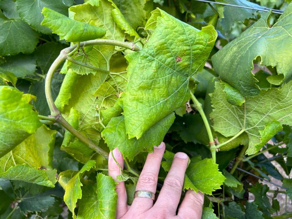 flavascenta | Agrobiznes.ro