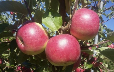 mar-camelot-476x300 | Agrobiznes.ro