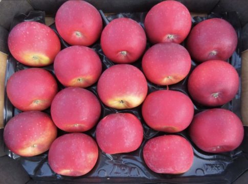 mar-ellipso-485x360 | Agrobiznes.ro