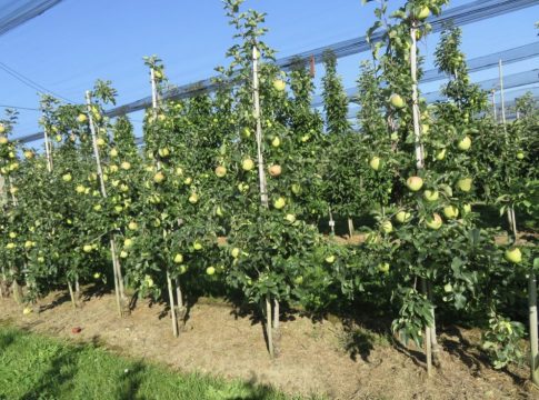 mar-lyra-485x360 | Agrobiznes.ro