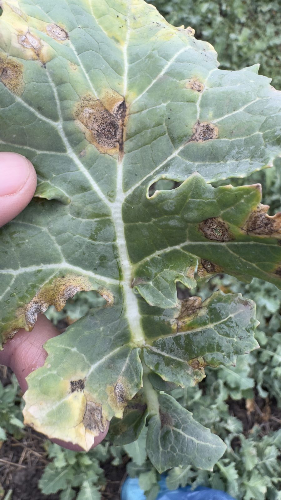 putregai negru - rapita | Agrobiznes.ro