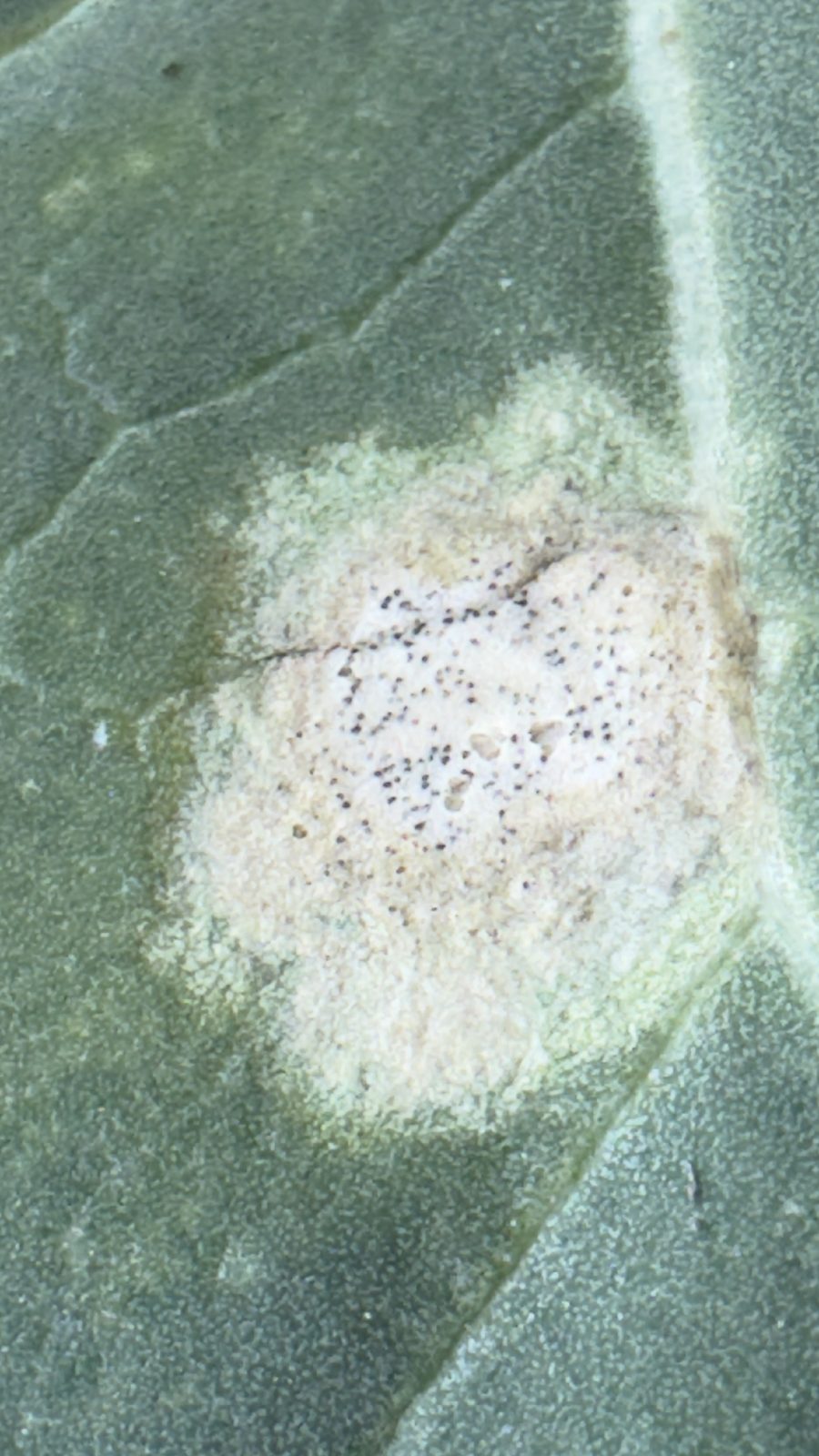 putregaiul negru - rapita | Agrobiznes.ro