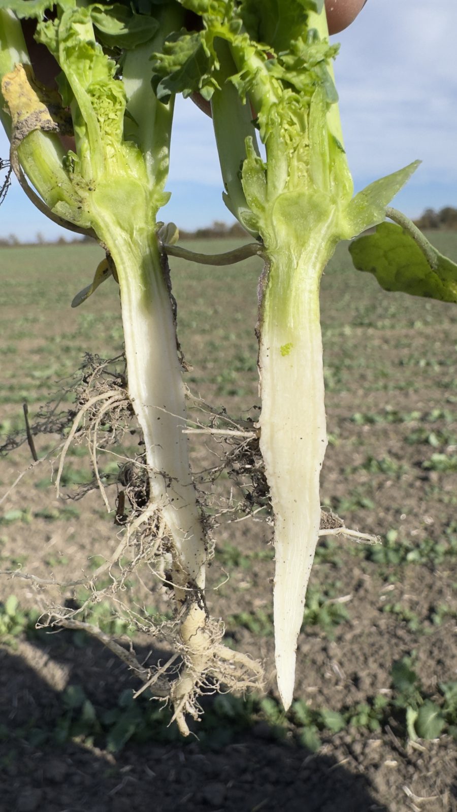 radacina-rapita | Agrobiznes.ro