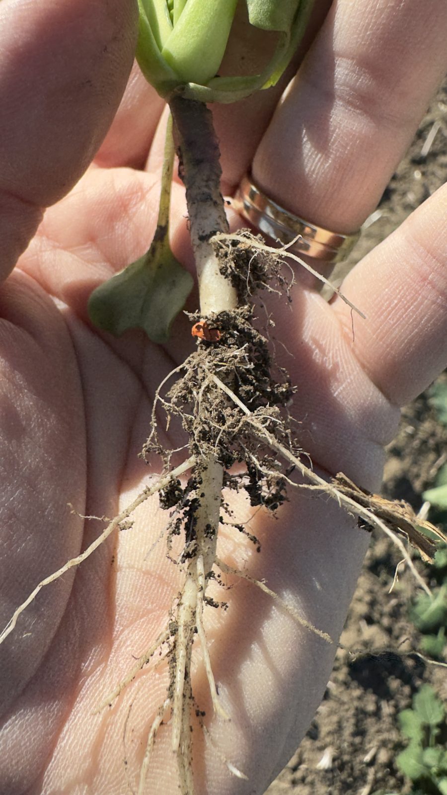 rapita-radacina | Agrobiznes.ro