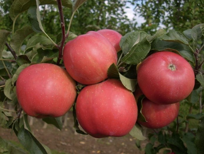 soiuri-de-mar-rezistente-la-rapan-696x525 | Agrobiznes.ro