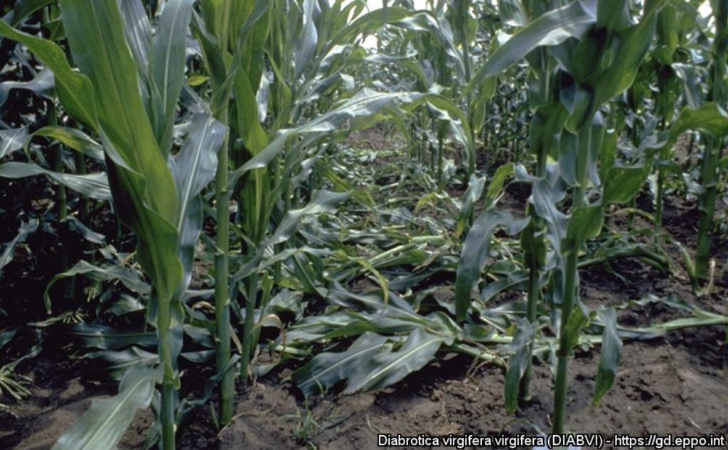 diabrotica virgifera