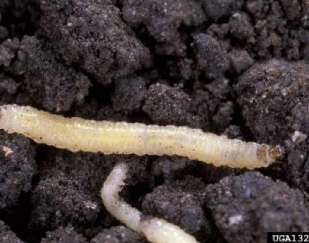 diabrotica virgifera