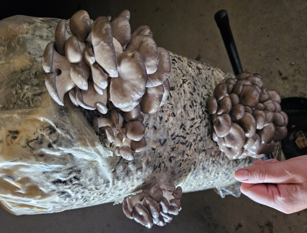 ciuperci pleurotus saci