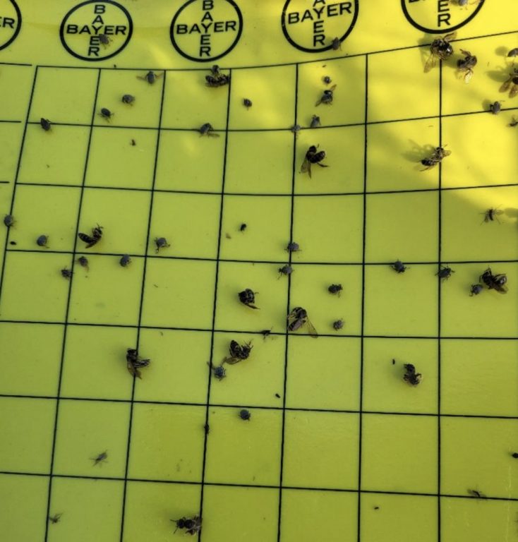 gargarita tulpinilor de rapita