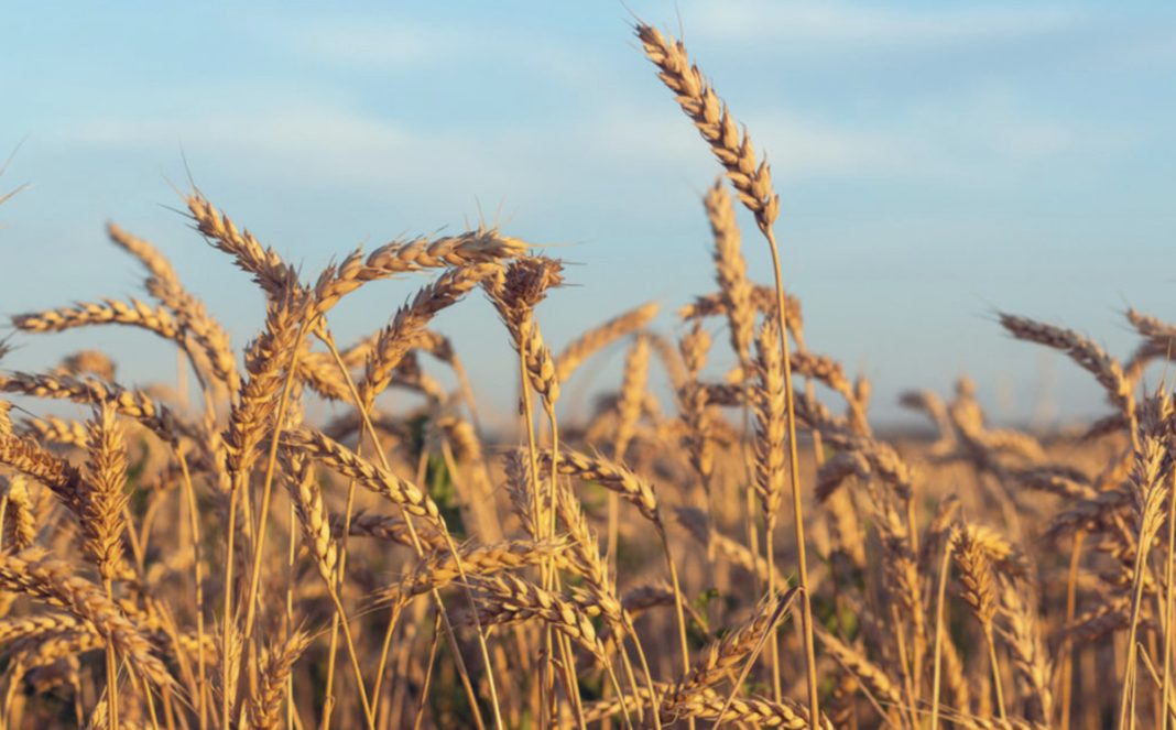 Close-up of ripe golden wheat stalks in a sunlit field under a blue sky.