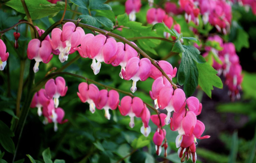 dicentra
