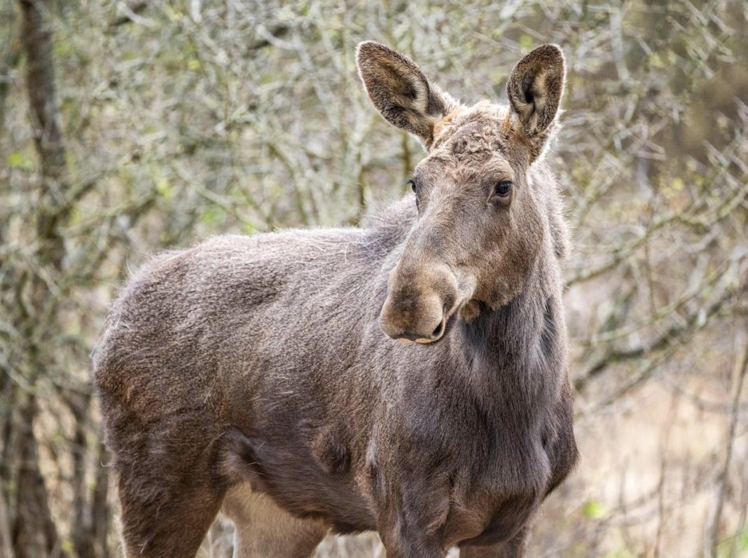 Adult moose standing in a wooded area, looking toward the camera with large ears perked up.