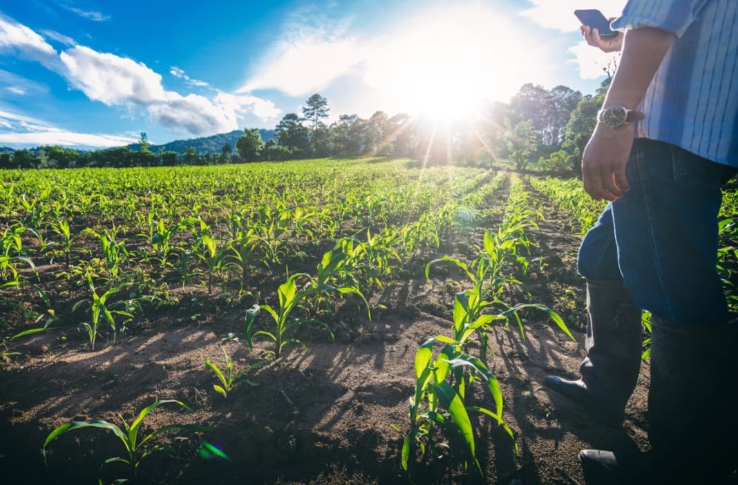 Farmer standing in a sunlit cornfield, looking at a smartphone in hand.