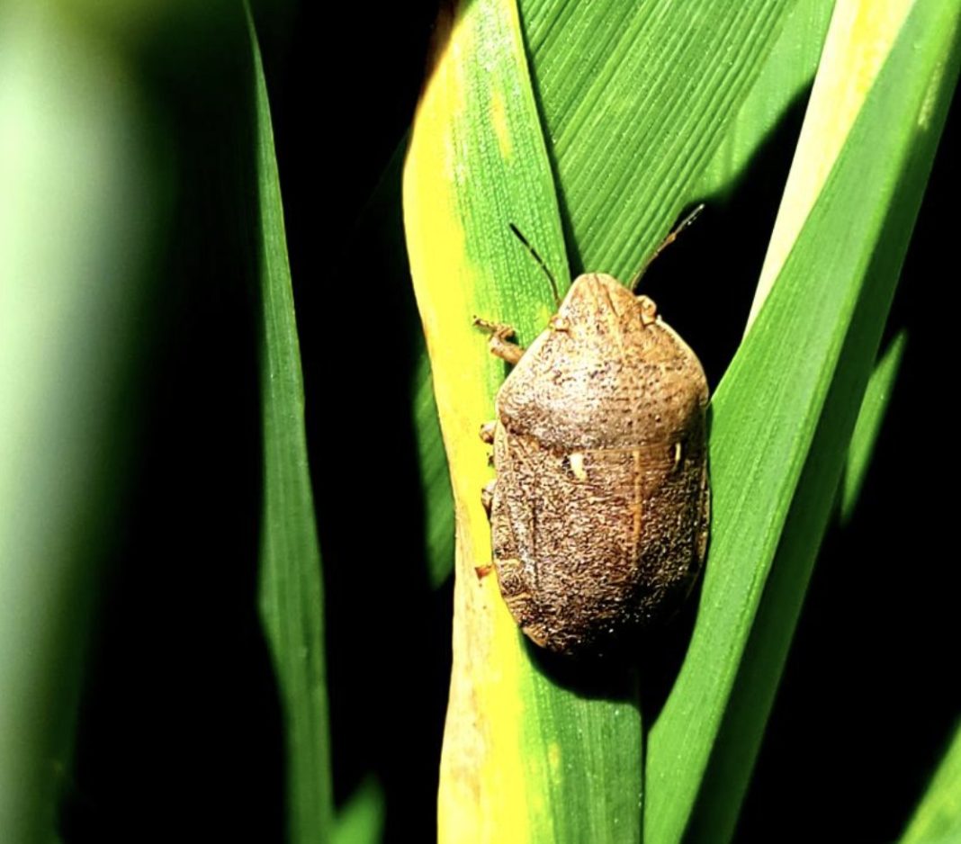 Brown shield bug perched on a green grass blade in bright light.