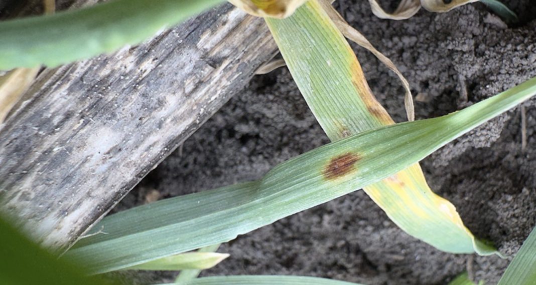 Close-up of a green plant leaf with a brown circular spot, resting on soil and a weathered wooden surface in the background.