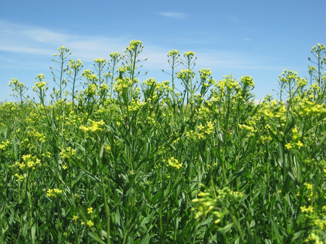 Canola field in bloom with bright yellow flower clusters under a clear blue sky, sweeping across the horizon.