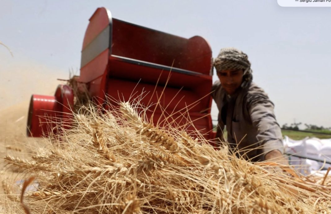 Farmer operating a red combine harvester while wheat is harvested in a sunlit field.