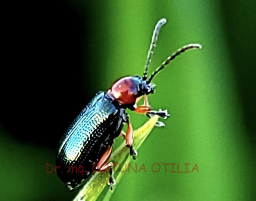 Metallic blue-green longhorn beetle with a red thorax perched on a green leaf, antennae lifted against a dark background.