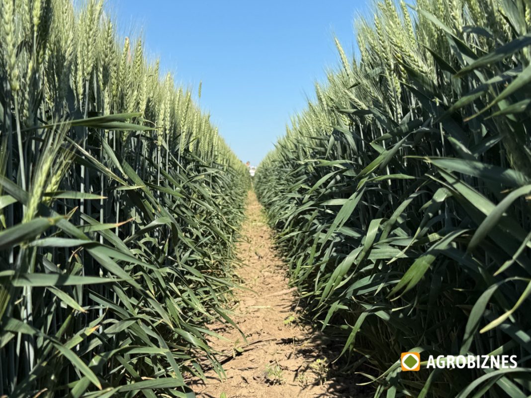 Rows of tall corn plants with a dirt path between, under a clear blue sky in a field.