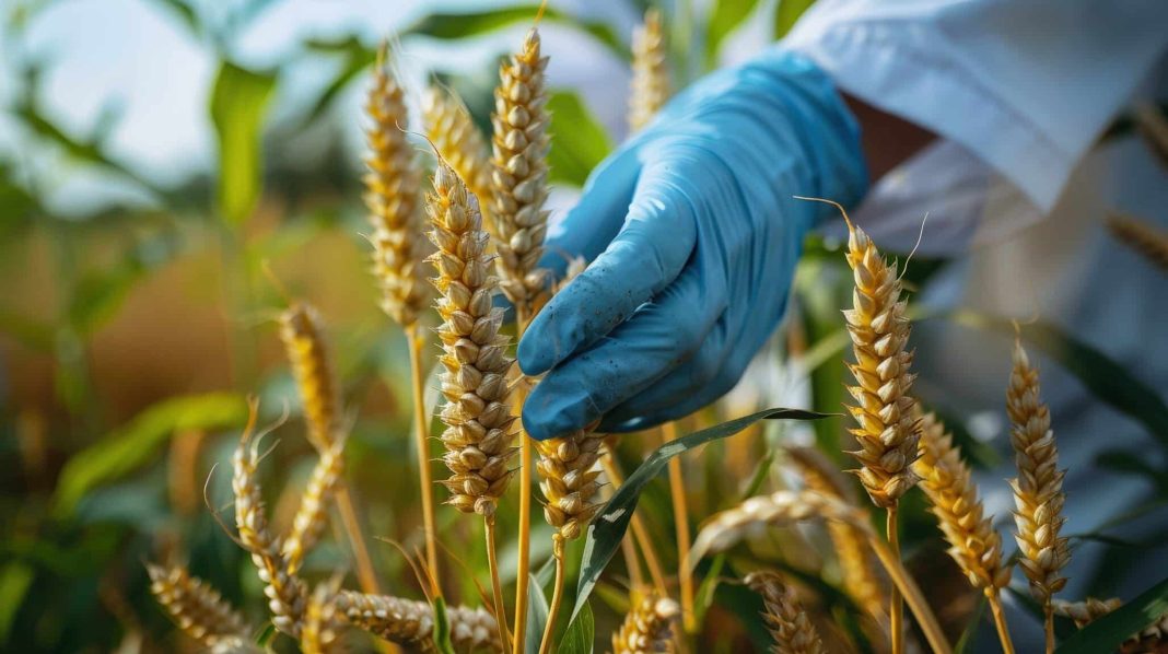 Gloved hand inspecting golden wheat heads in a field