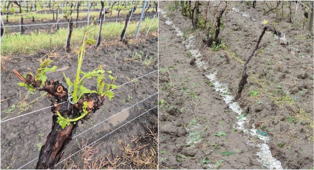 Two-panel vineyard scene: left panel shows a gnarled grapevine trunk with fresh green shoots and trellis wires in the background; right panel shows a row of vines in bare, tilled soil with a white mineral line or trench running along the base of the row.