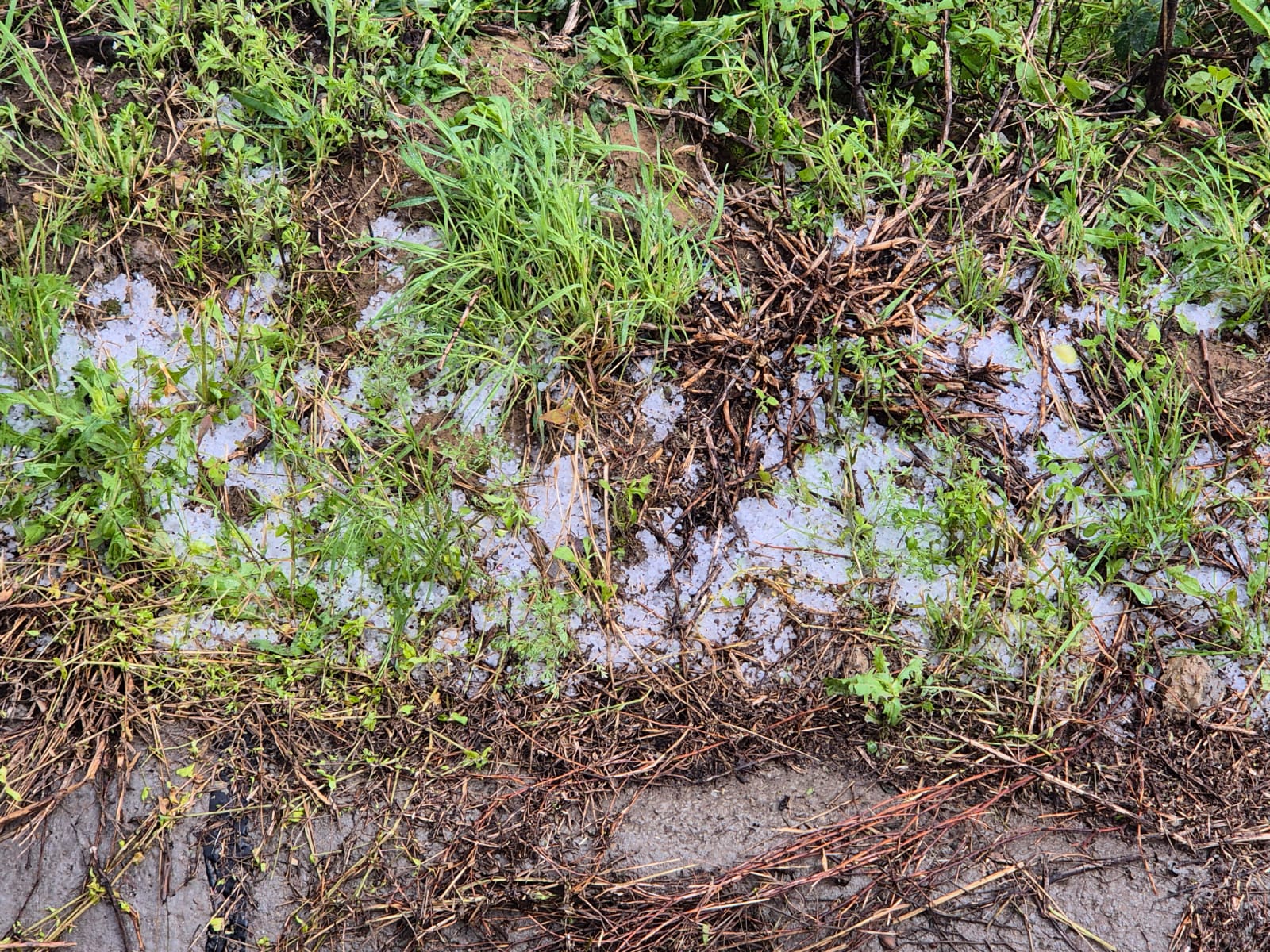 Ground-level view of muddy soil with blades of grass and small plants, and scattered patches of melting ice or slush.