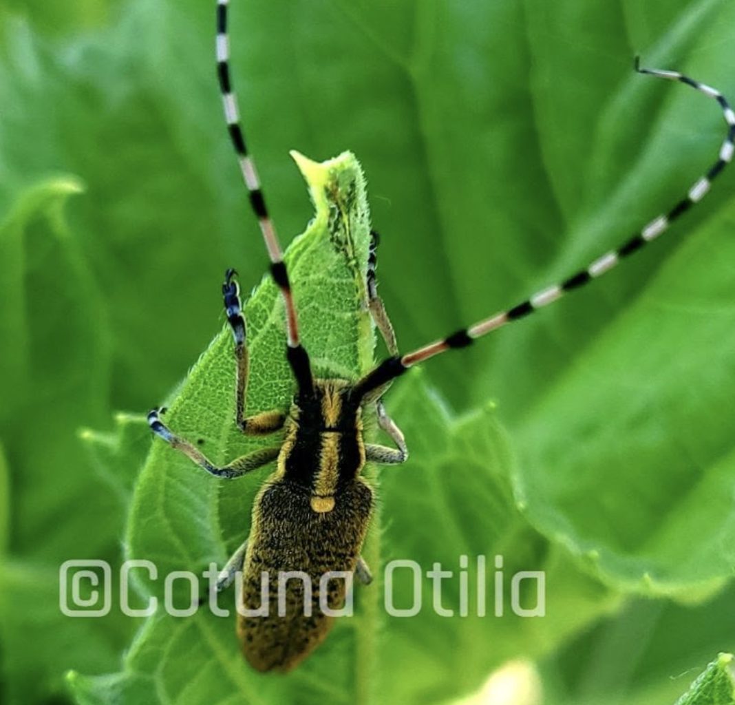 Close-up of a longhorn beetle with yellow and black markings on a green leaf, antennae raised.