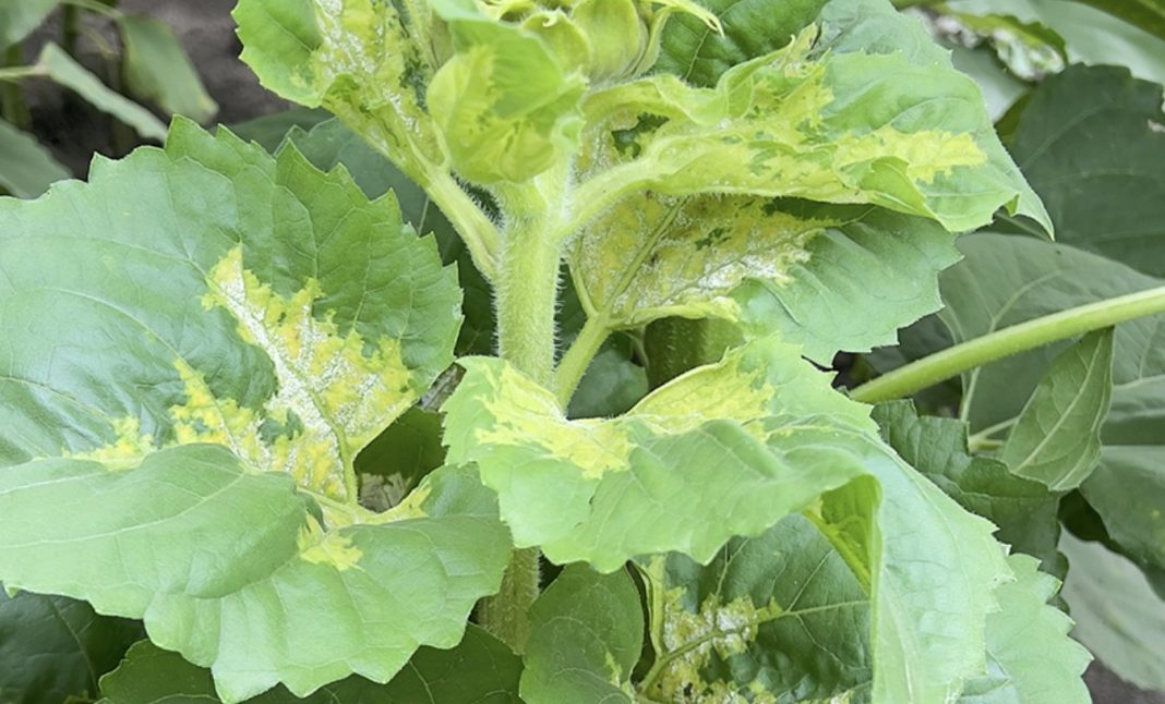 Leafy plant with yellowing and white powdery spots indicating powdery mildew on broad green leaves