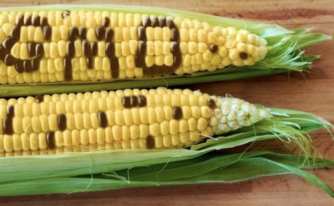 Two ears of corn with yellow kernels and dark brown spots, partially husked and resting on a wooden surface.