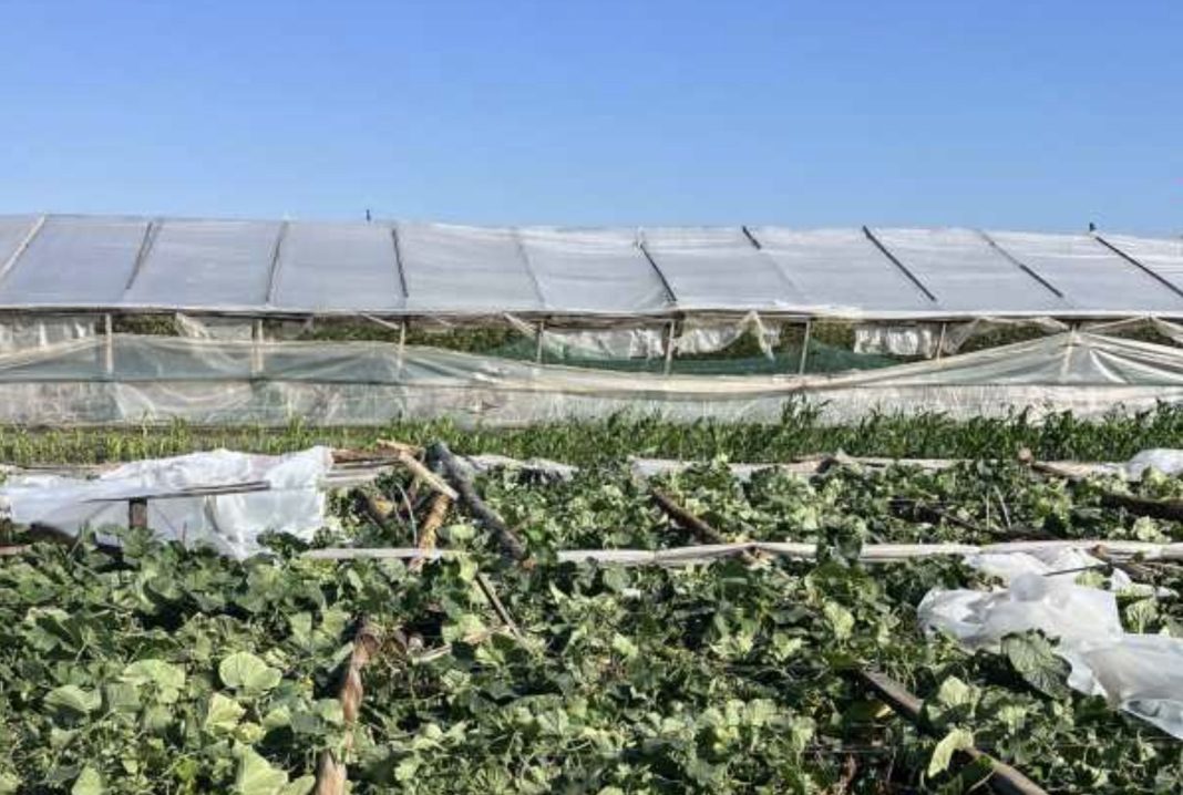 Greenhouse with torn plastic roof and collapsed framework, surrounded by leafy vines in the foreground.