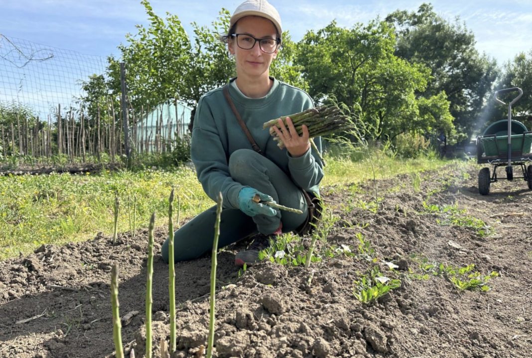Person kneeling in a sunny vegetable garden, holding a bundle of fresh asparagus spears while wearing a cap and glasses.