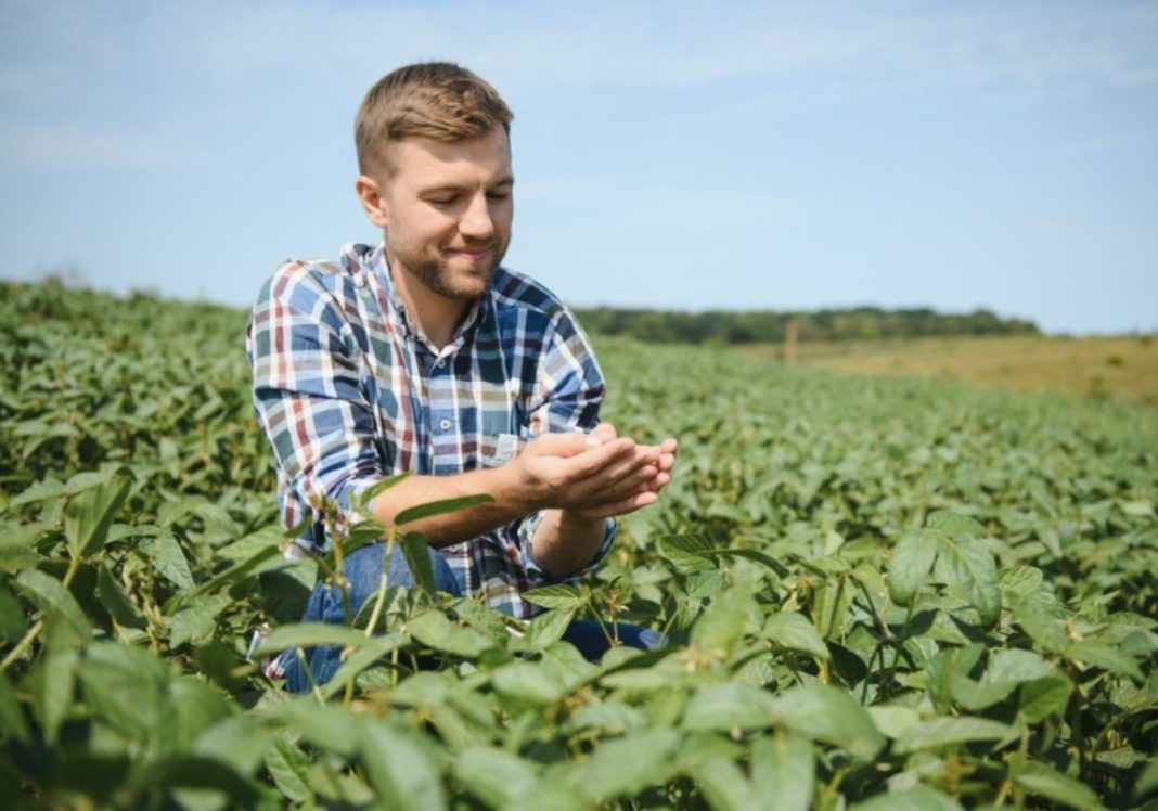 Farmer in plaid shirt crouching in a crop field, examining plants in his cupped hands.