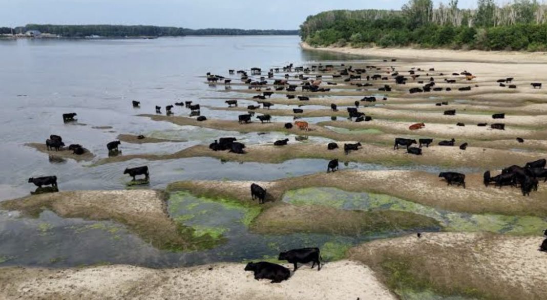 A large herd of black cows grazing and wandering on exposed sandy tidal flats along a calm shoreline with shallow pools and green algae.