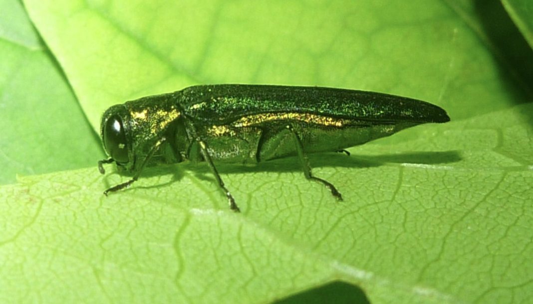 Metallic black, elongated beetle with a subtle gold edge along its wing covers resting on a bright green leaf