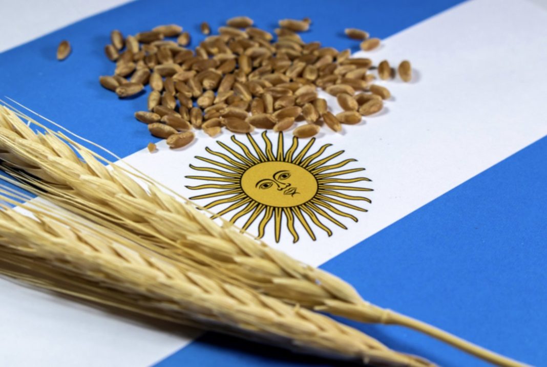 Wheat stalks with scattered grains resting on the Argentine flag, featuring the Sun of May.