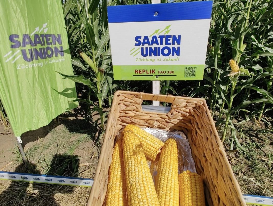 Basket of fresh corn ears in a woven basket beside a Saaten Union sign in a cornfield, highlighting crop harvest for demonstration or promotion.