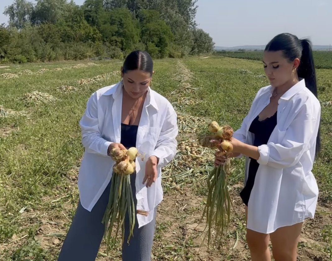 Two women in white shirts harvest onions in a rural field, holding bunches of onions with long green tops in hand.